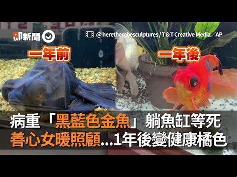 黑牡丹金魚|黑牡丹金魚養殖常見問題